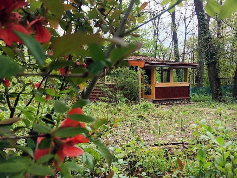 Cinke Cottage, Nest In Nature Verőcemaros 외부 사진